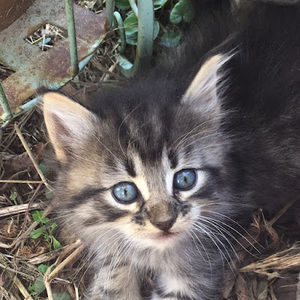 Meet your Posher, Connie